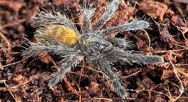 İnternetten tarantula satıyorlar