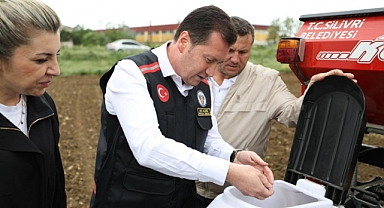 Balcıoğlu, Alipaşa'da ayçiçek ekti