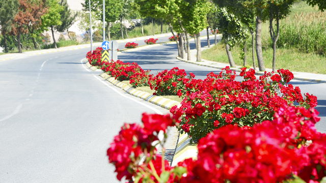 Güller Beylikdüzü’nü renklendirdi