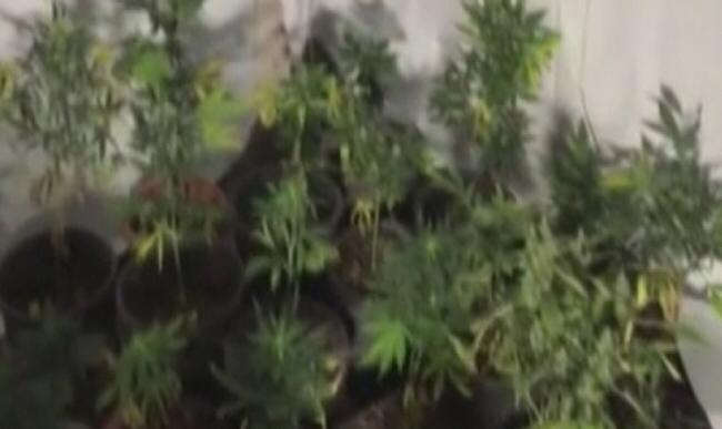 Kurfallı’da 85 kök kenevir ele geçirildi