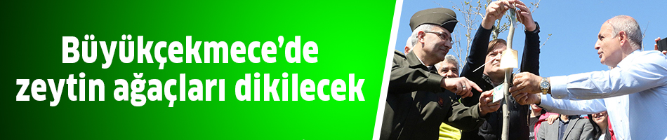 Büyükçekmece’de zeytin ağaçları dikilecek