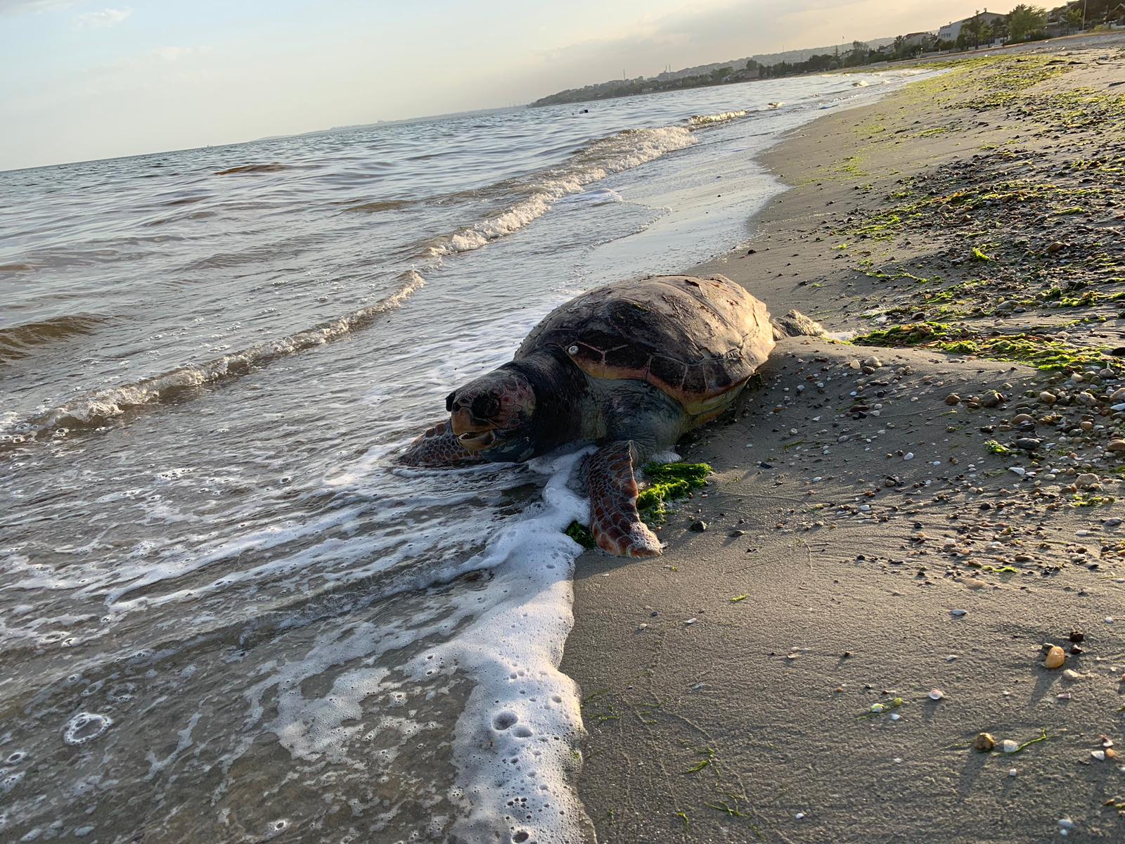 Silivri'de Caretta Caretta kıyıya vurdu!