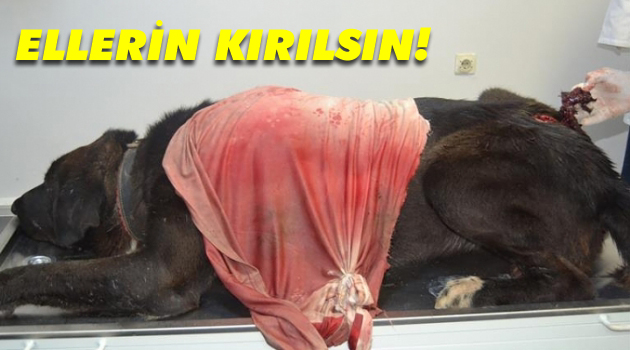 Köpeğe balta ile saldırdılar