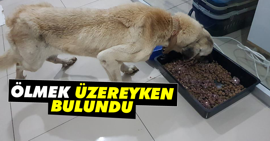 Ölmek üzere bulunan köpeğin imdadına HAYKURDER yetişti