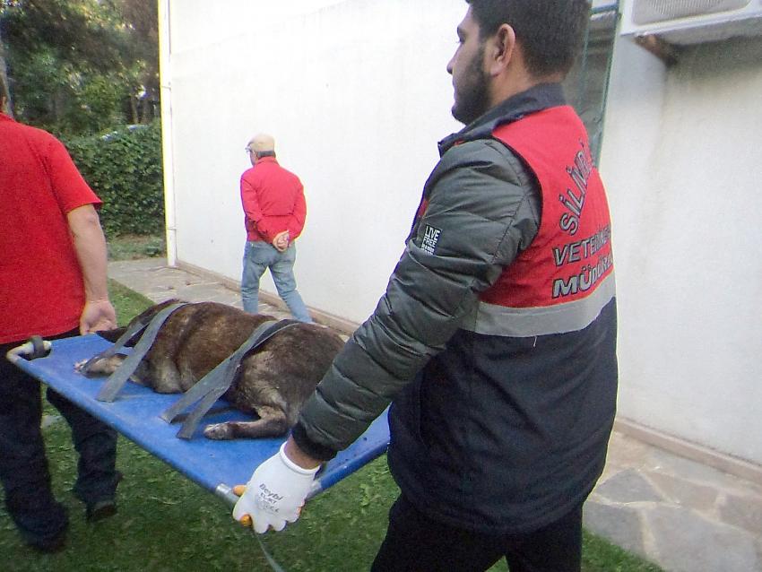 Sevimli dostlarımız sağlığına kavuşuyor