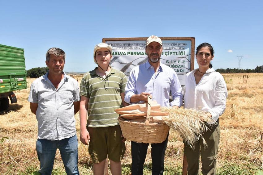 Başkan Yılmaz Siyez Buğdayı hasadına katıldı