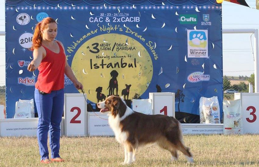 Köpek ırkları Silivri'de yarışacak