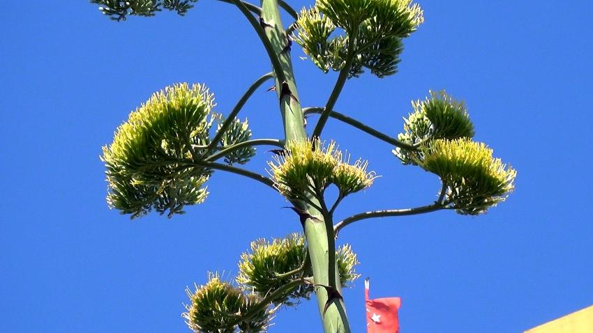 Agave bitkisi Silivri’de çiçek açtı