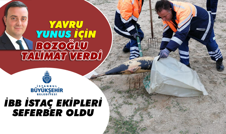 Kıyıya vuran yavru yunus için İBB ekipleri seferber oldu